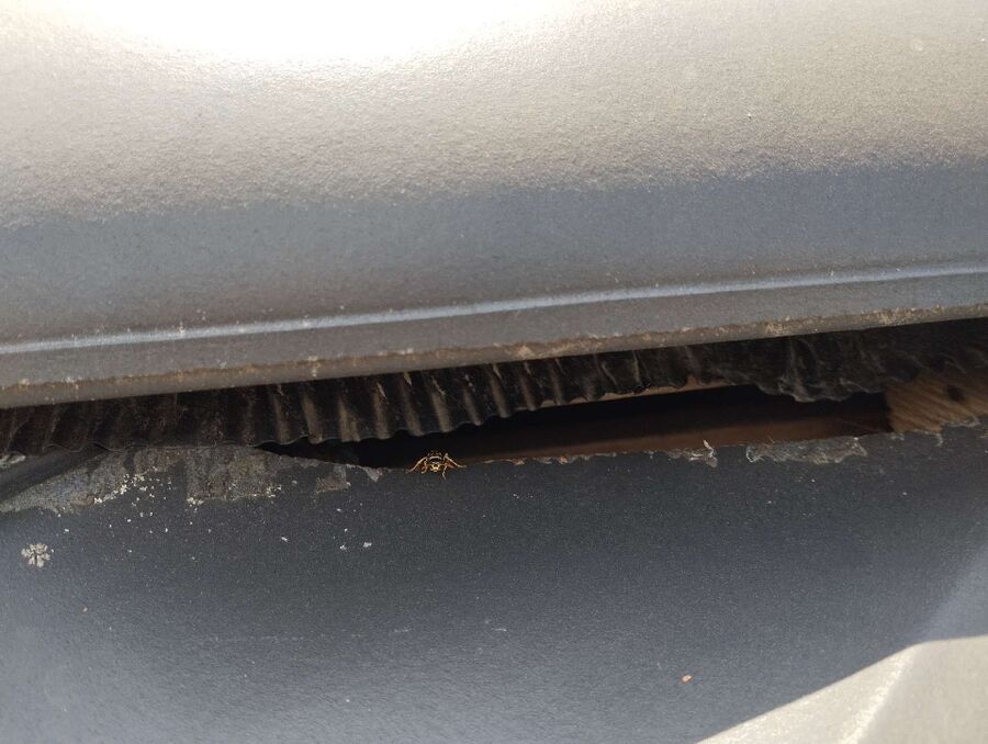 Bee nest at the house remove