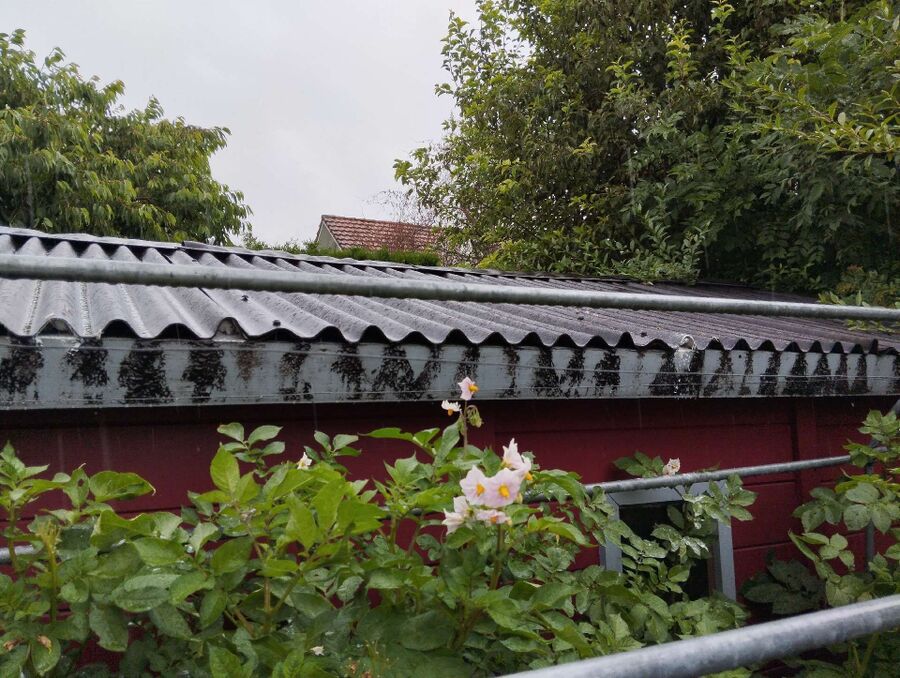 Bee nest at the house remove