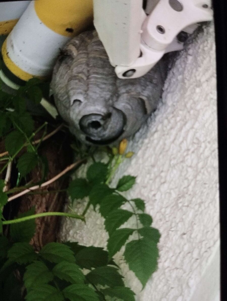 Bee nest at the house remove