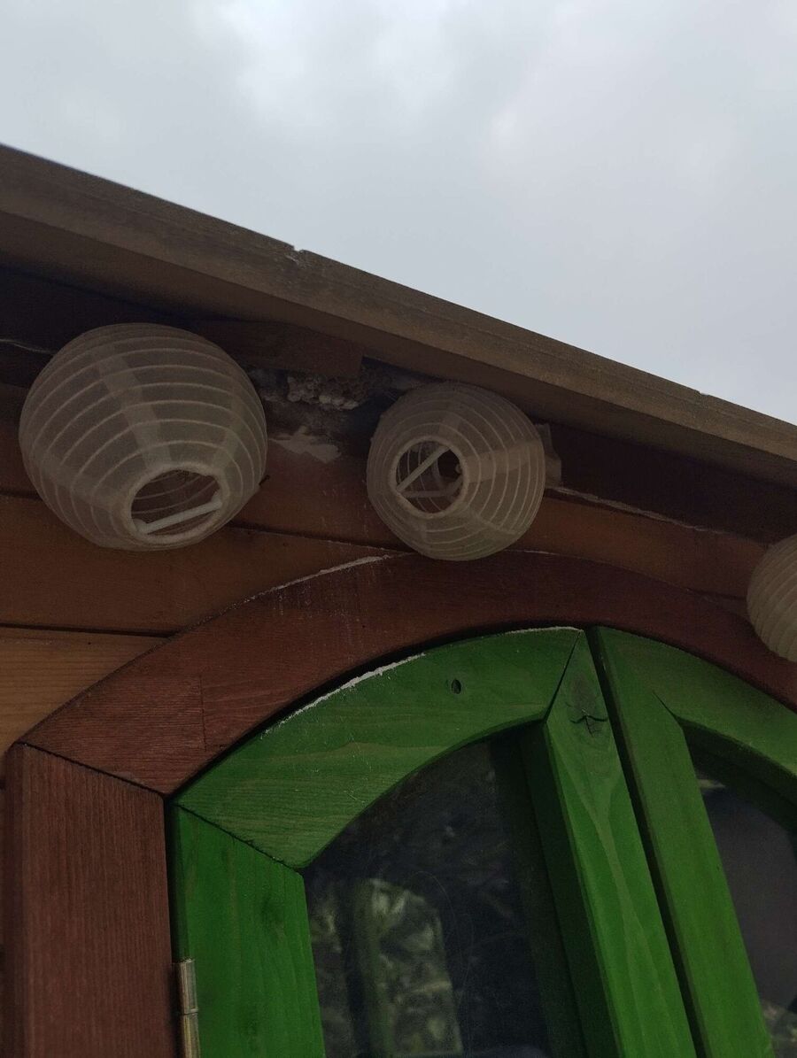 Bee nest at the house remove