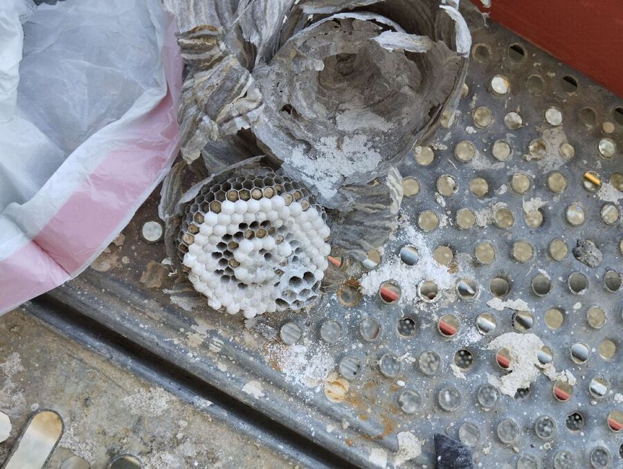 Bee nest at the house remove