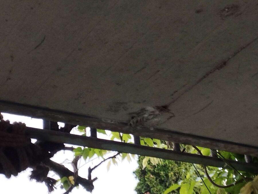 Relocate bees & remove bee nest