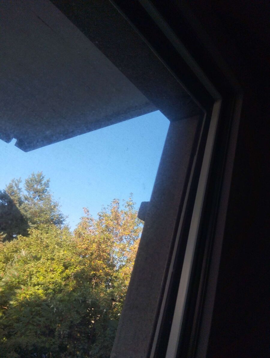 Bee nest at the house remove