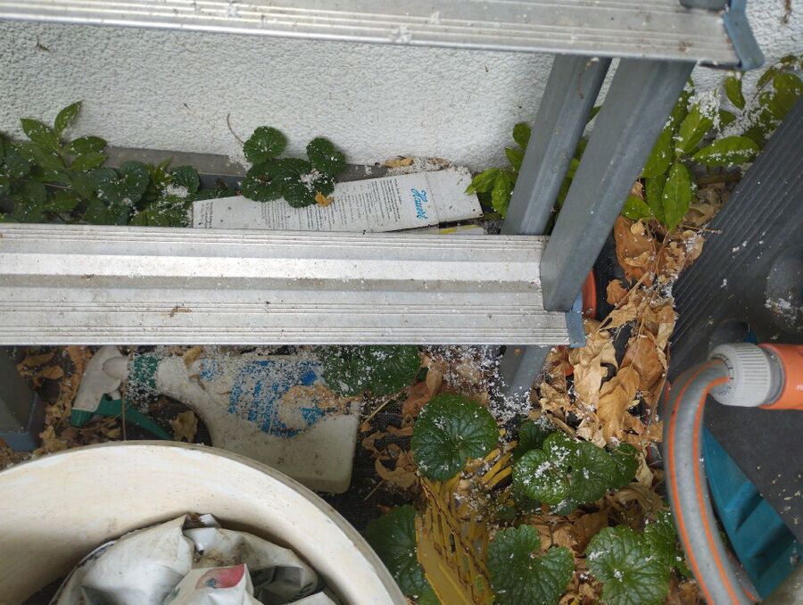 Bee nest at the house remove