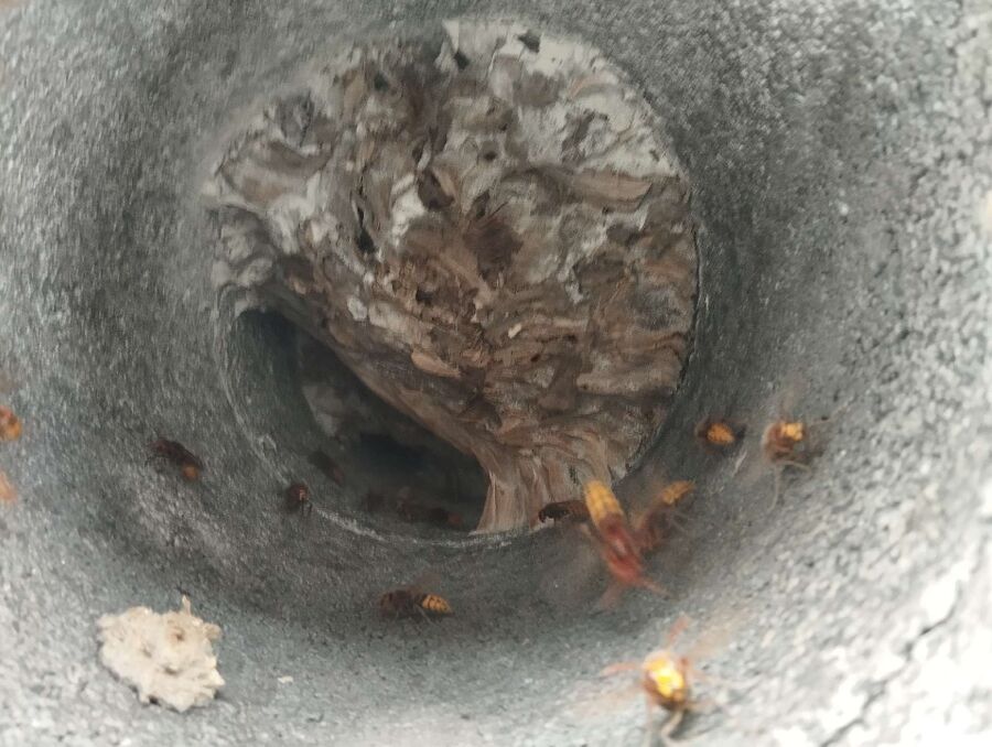 Relocate bees & remove bee nest