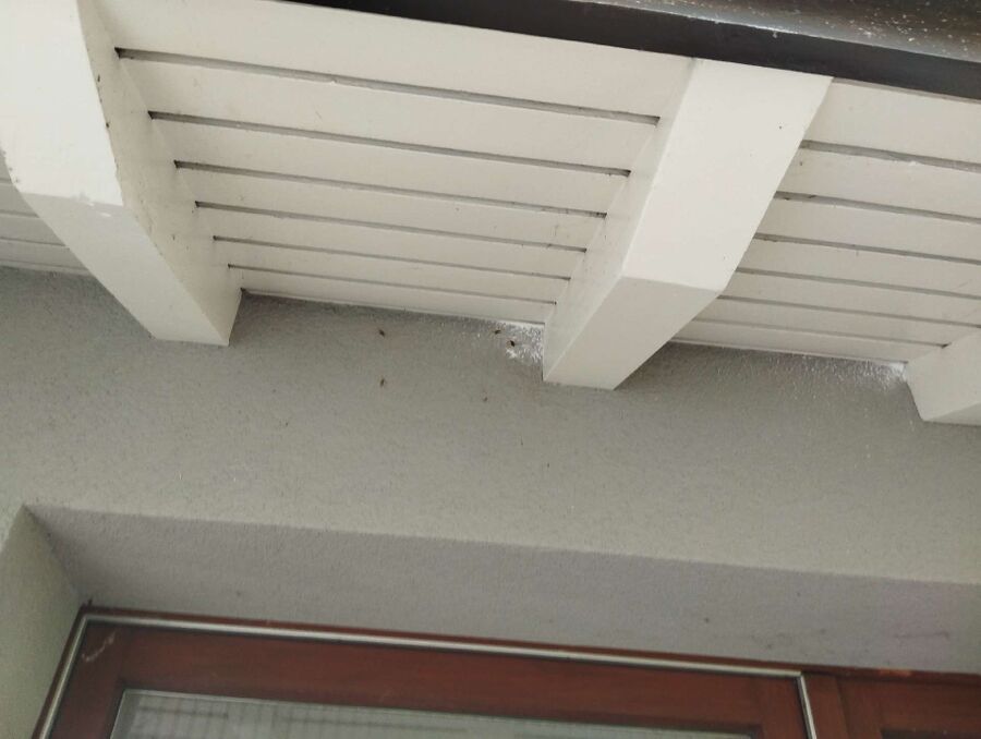 Bee nest at the house remove