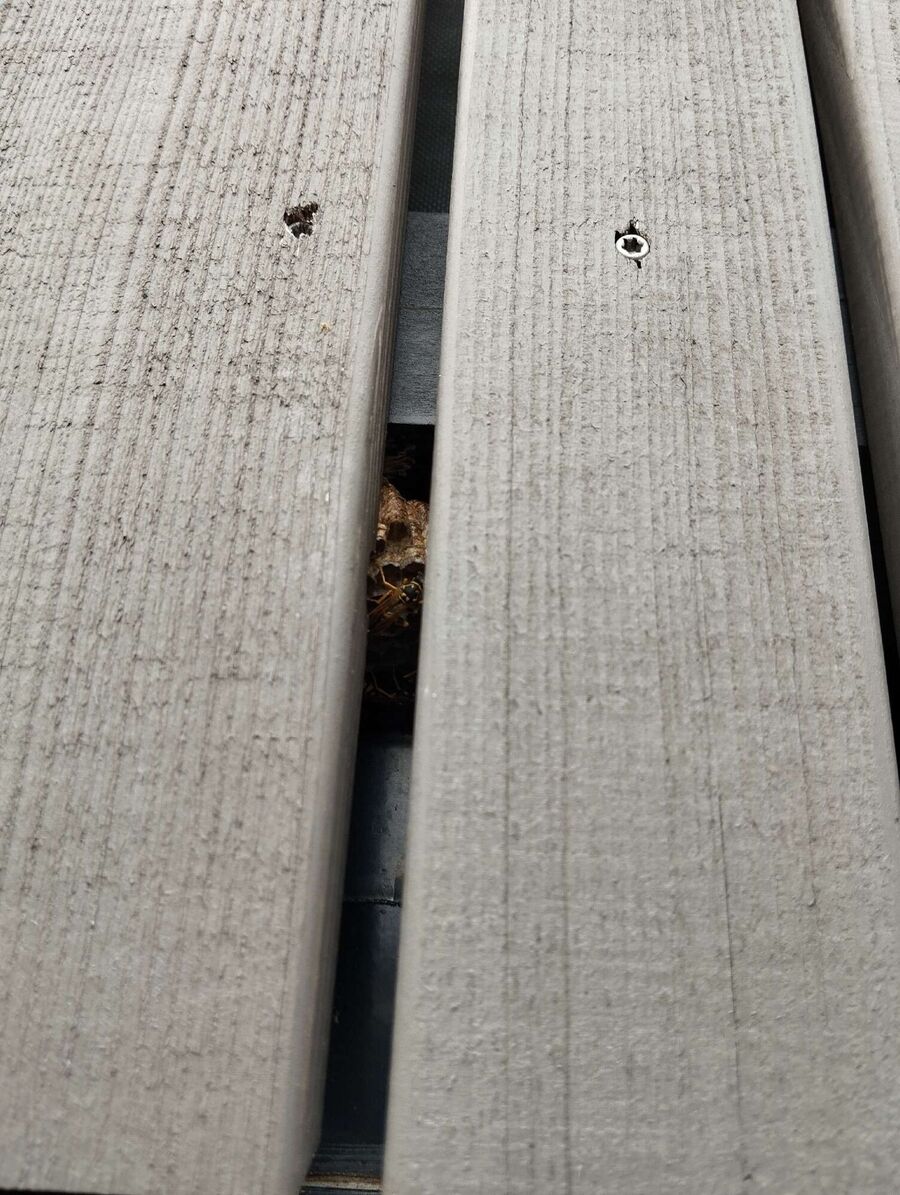 Bee nest at the house remove