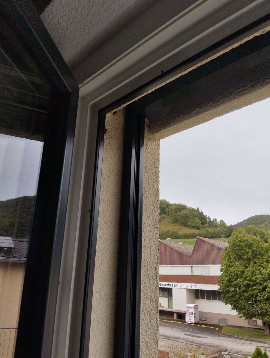 Relocate bees & remove bee nest