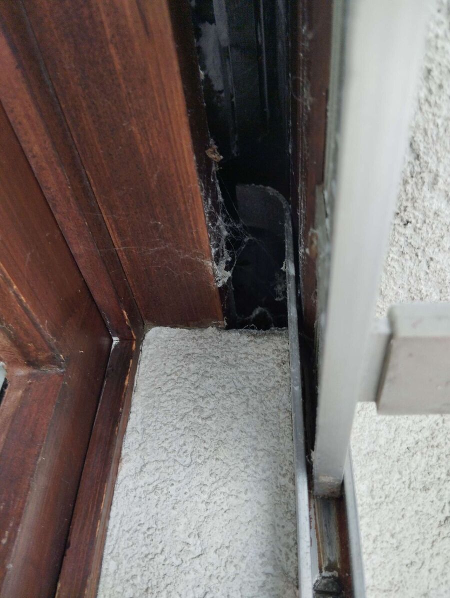 Relocate bees & remove bee nest