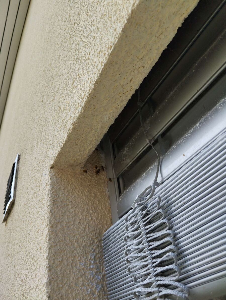 Relocate bees & remove bee nest