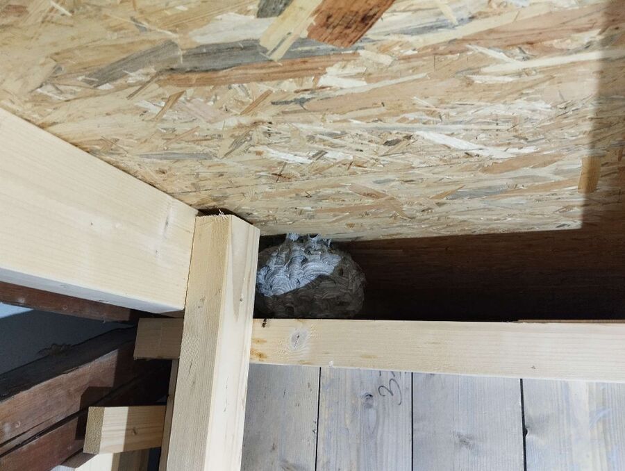 Bee nest at the house remove