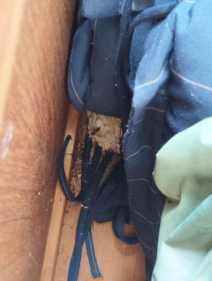 Bee nest at the house remove