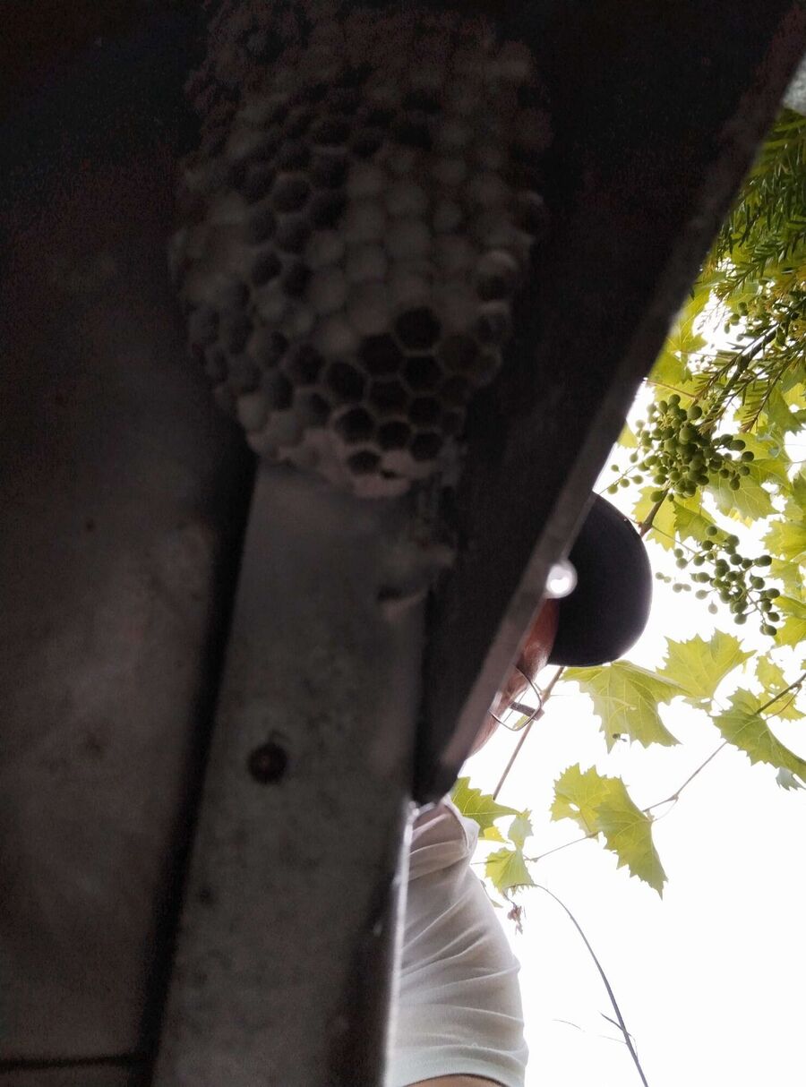 Bee nest at the house remove