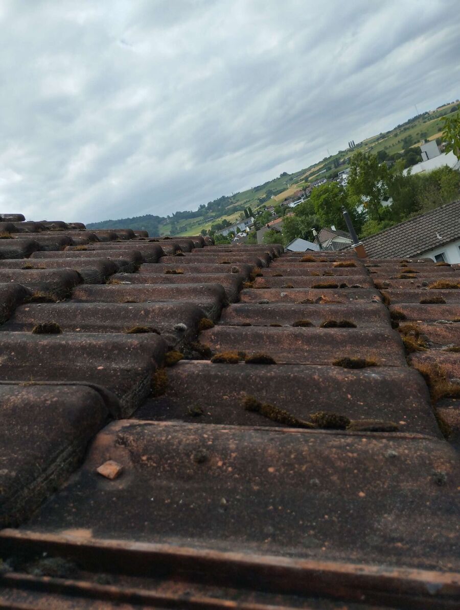 Bee nest at the house remove