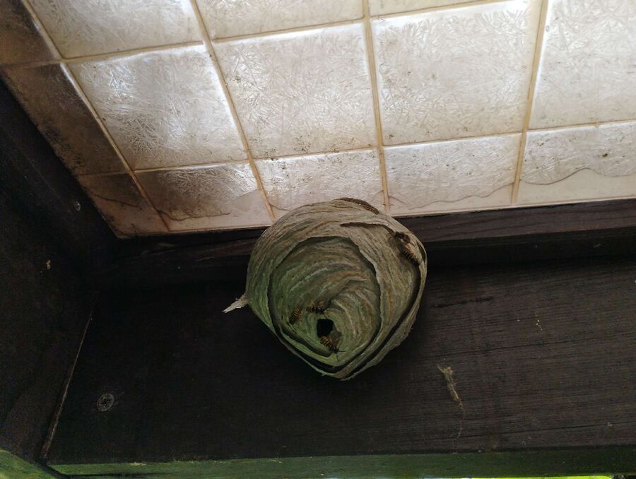 Bee nest at the house remove