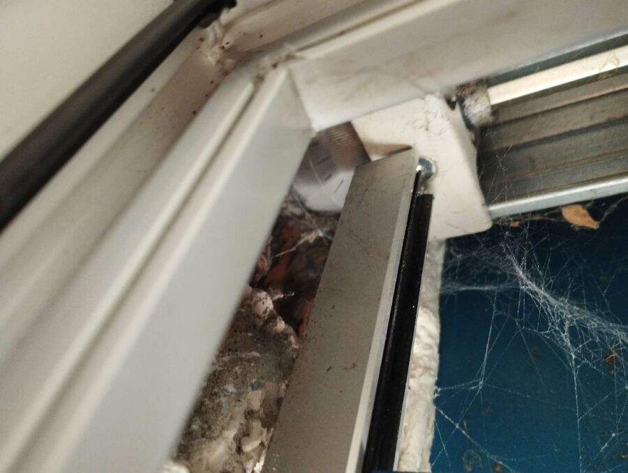 Bee nest at the house remove