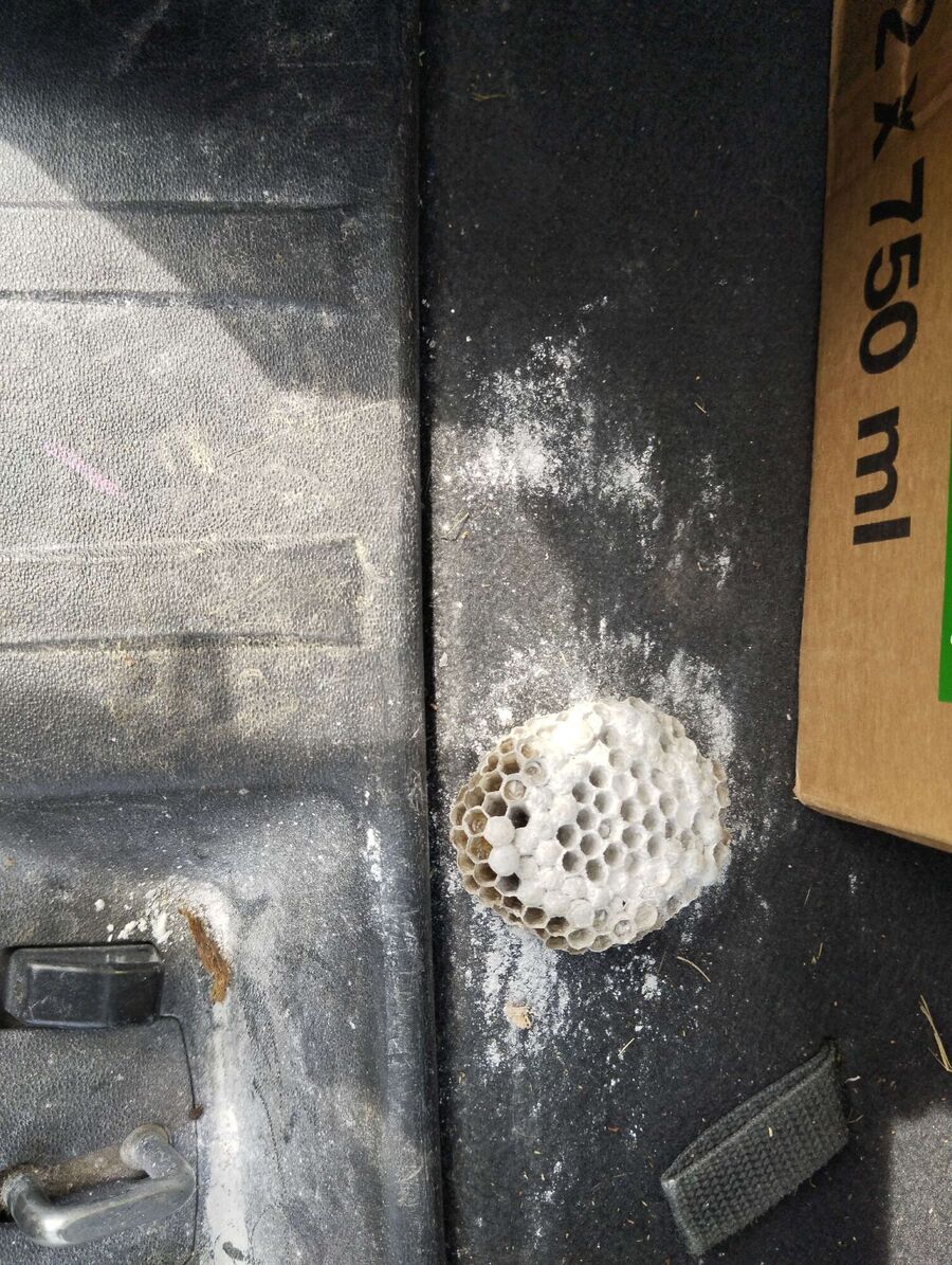 Relocate bees & remove bee nest