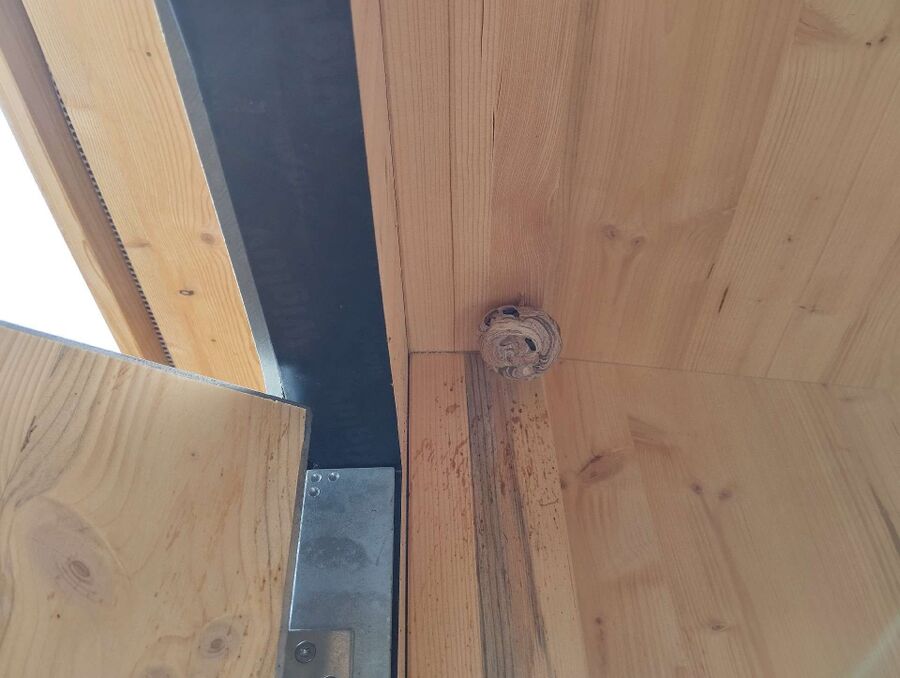 Bee nest at the house remove