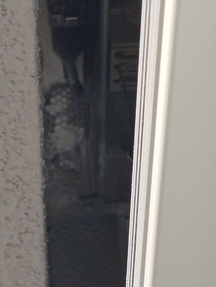 Relocate bees & remove bee nest