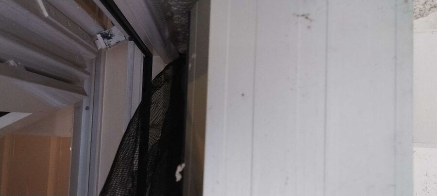 Relocate bees & remove bee nest