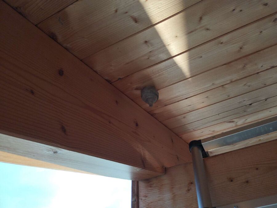 Relocate bees & remove bee nest