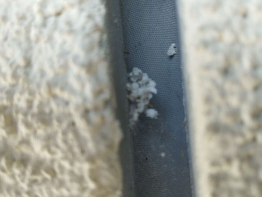 Bee nest at the house remove