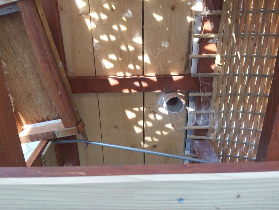 Bee nest at the house remove