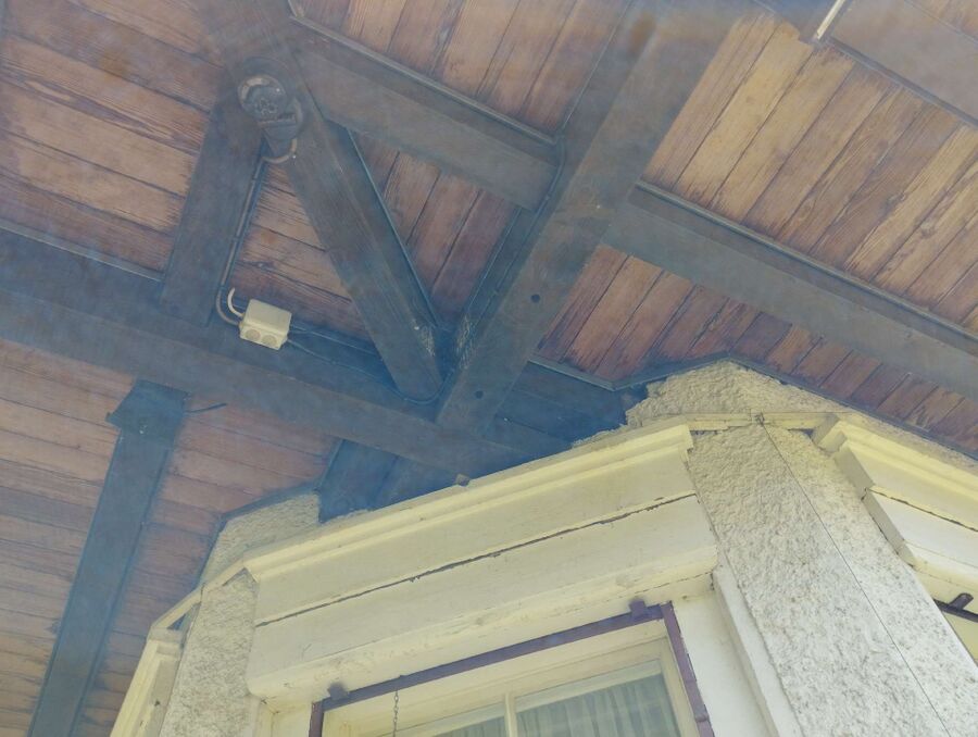 Relocate bees & remove bee nest