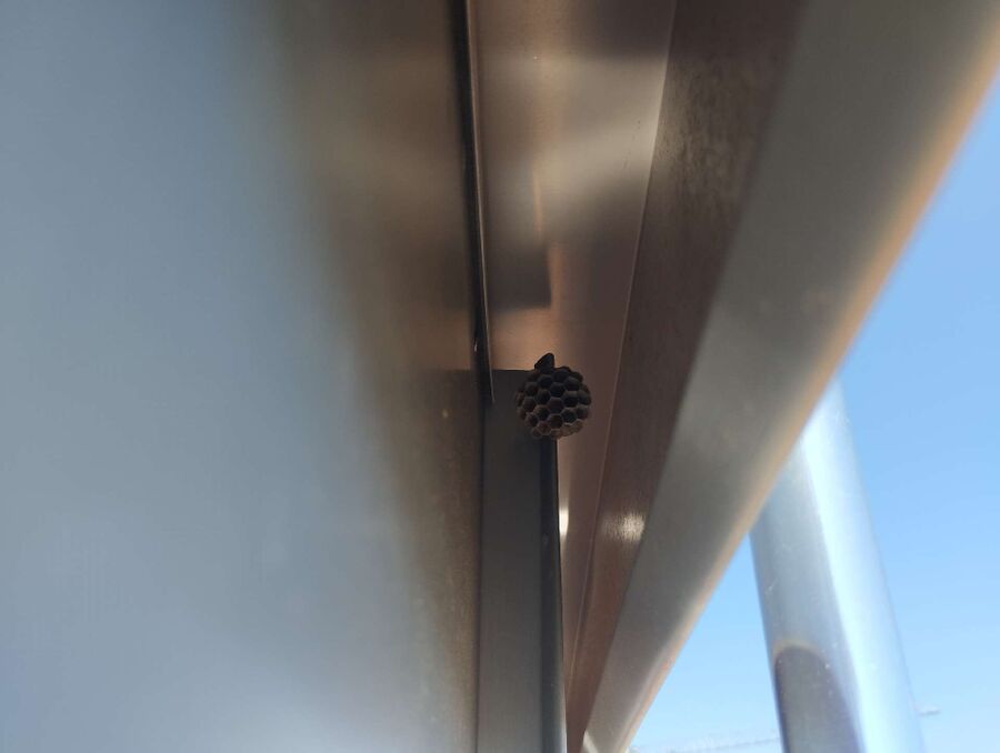 Bee nest at the house remove