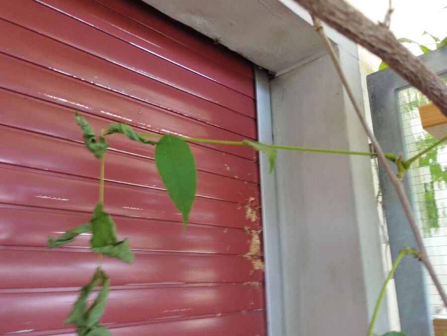 Relocate bees & remove bee nest