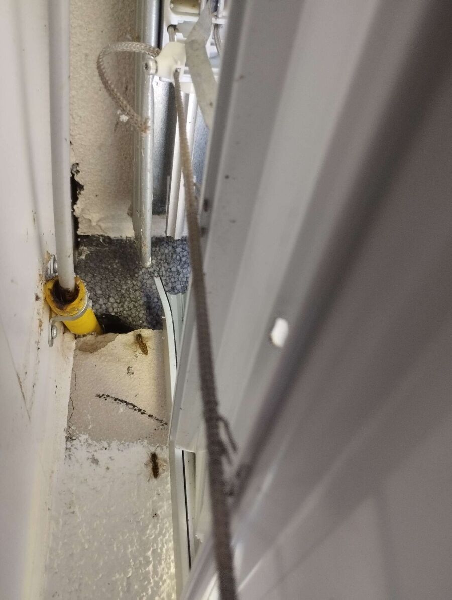 Bee nest at the house remove