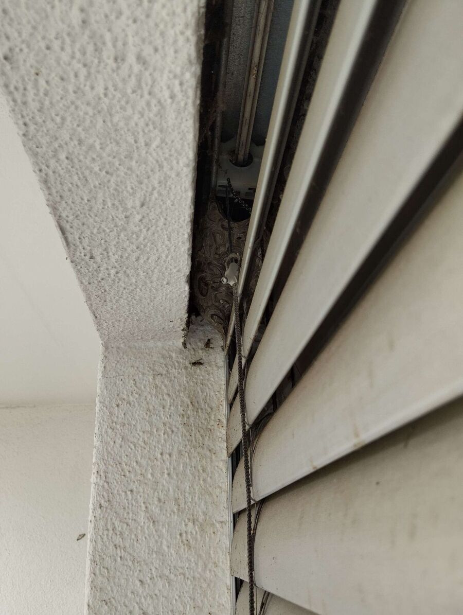 Bee nest at the house remove