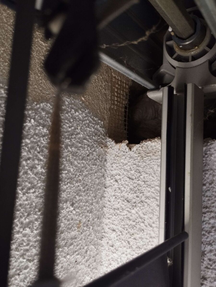 Relocate bees & remove bee nest