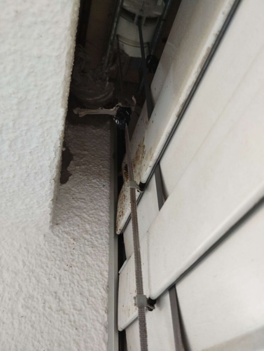 Relocate bees & remove bee nest