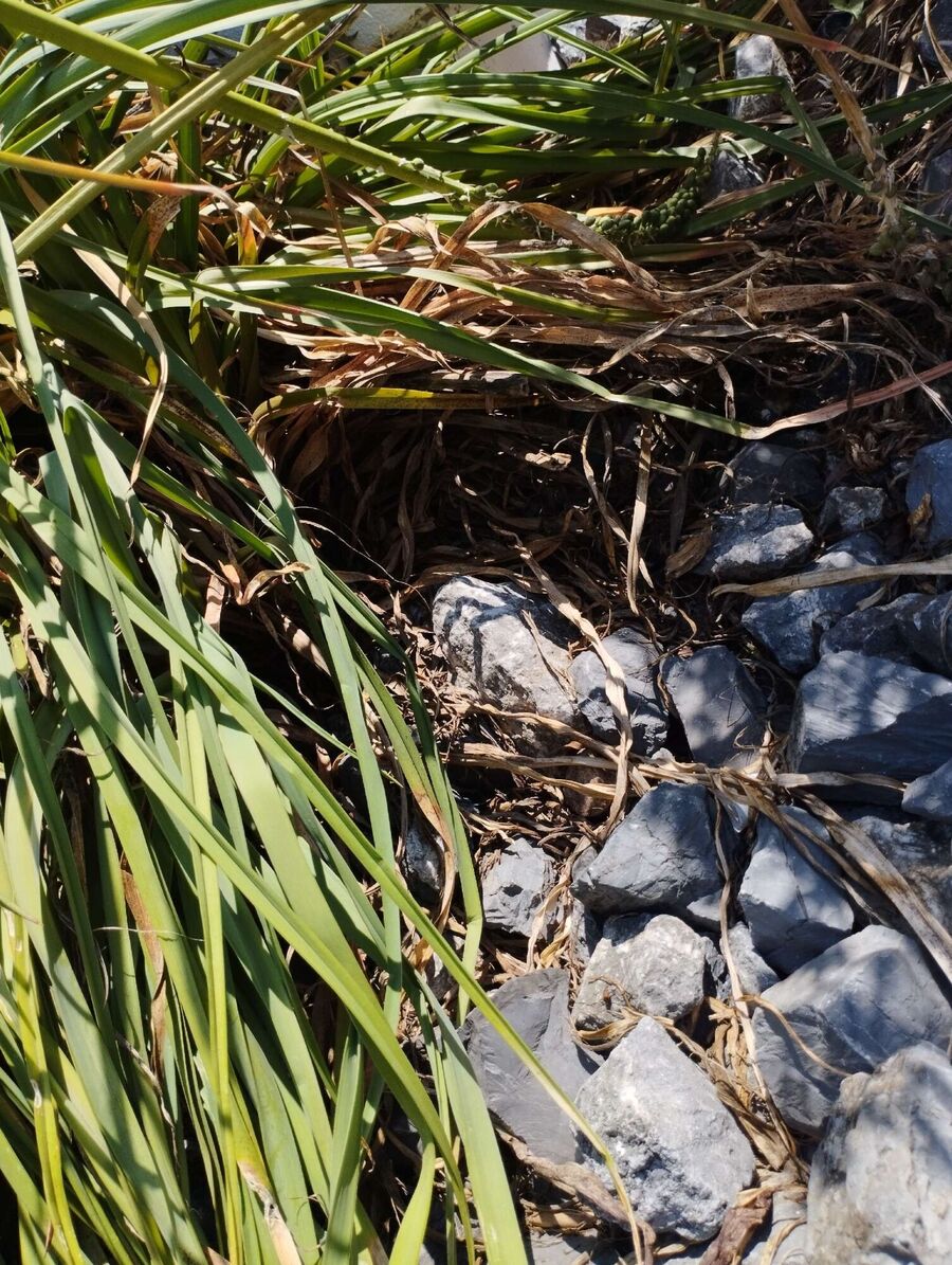 Bee nest at the house remove
