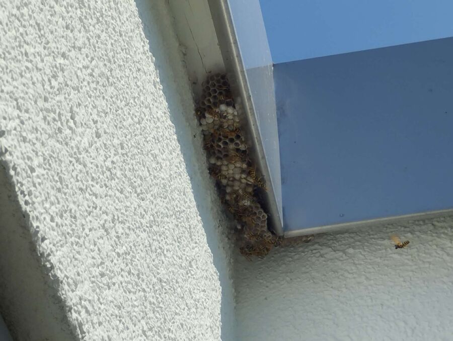 Bee nest at the house remove