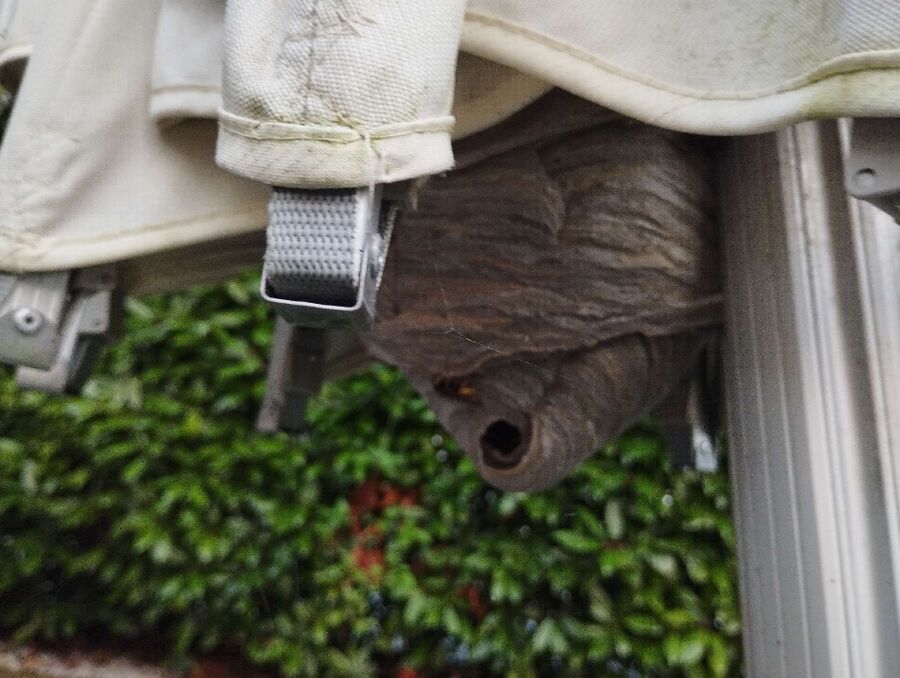 Relocate bees & remove bee nest