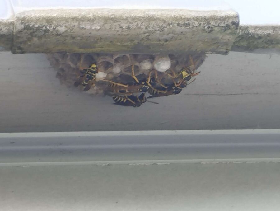 Bee nest at the house remove