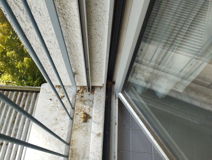 Bee nest at the house remove