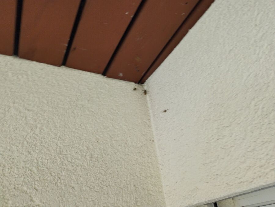 Relocate bees & remove bee nest