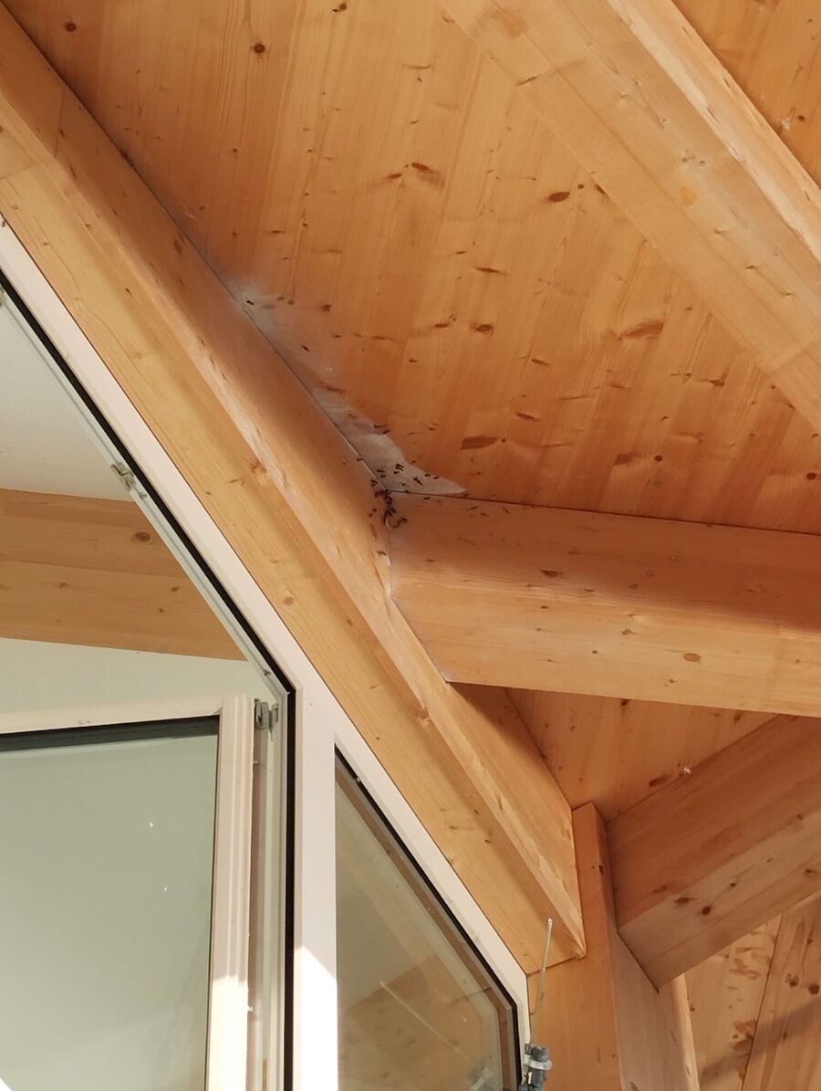 Bee nest at the house remove