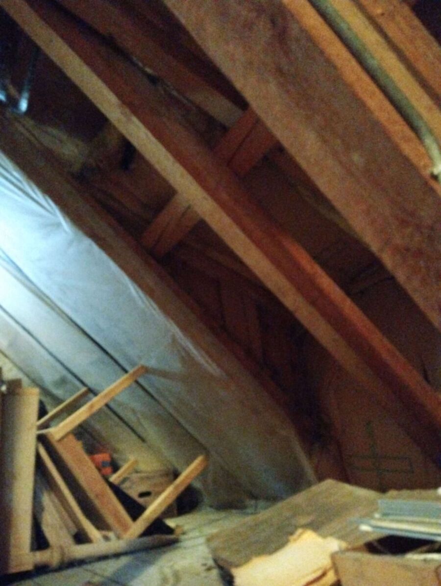 Relocate bees & remove bee nest