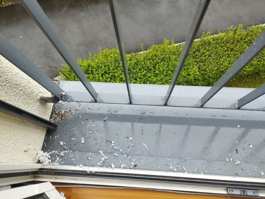 Bee nest at the house remove