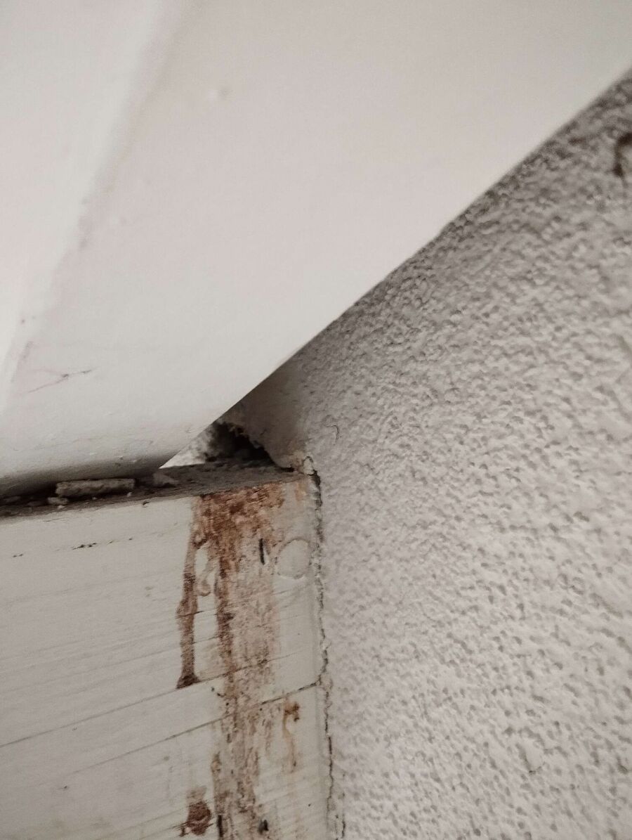 Bee nest at the house remove