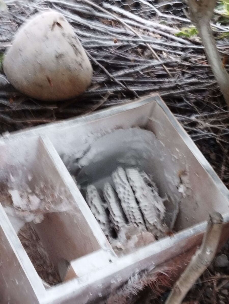 Bee nest at the house remove