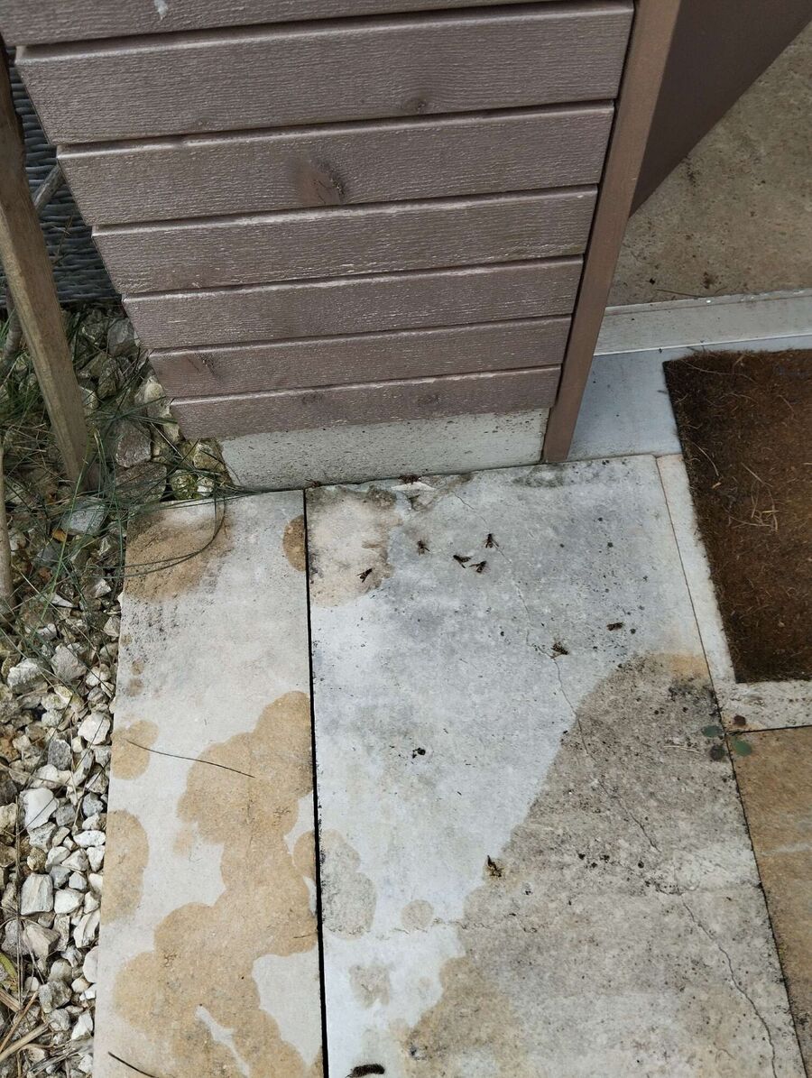 Relocate bees & remove bee nest