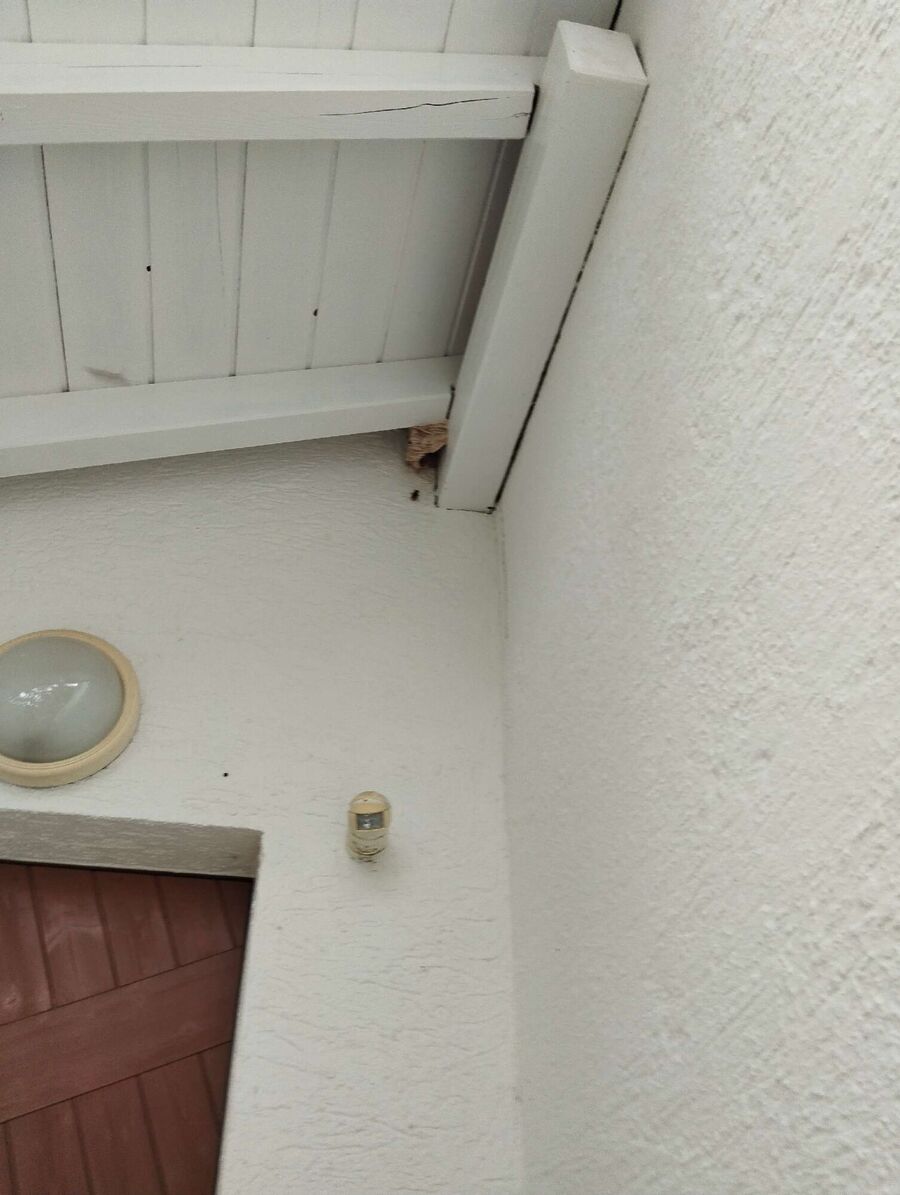 Bee nest at the house remove