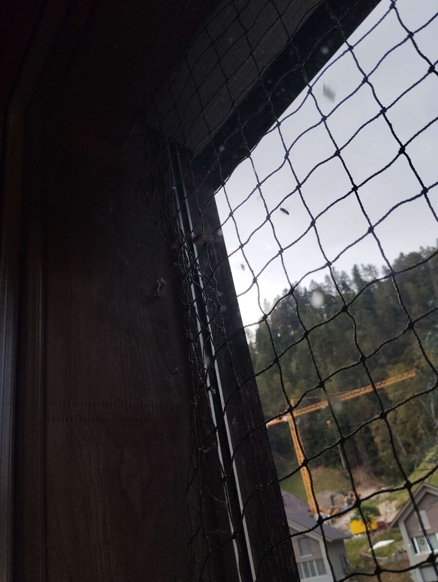 Relocate bees & remove bee nest