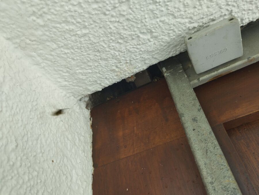 Relocate bees & remove bee nest