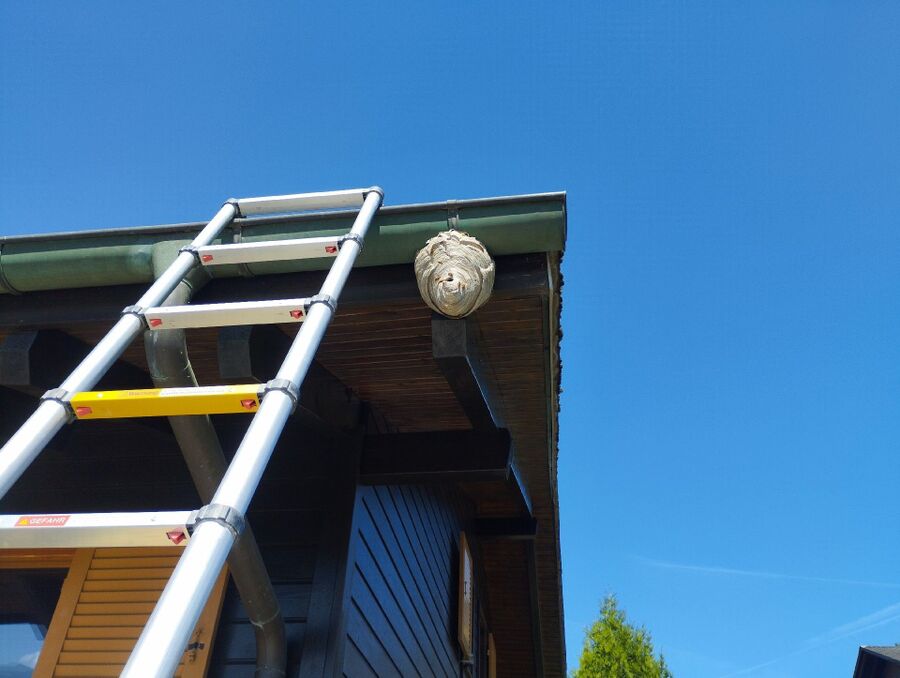 Bee nest at the house remove